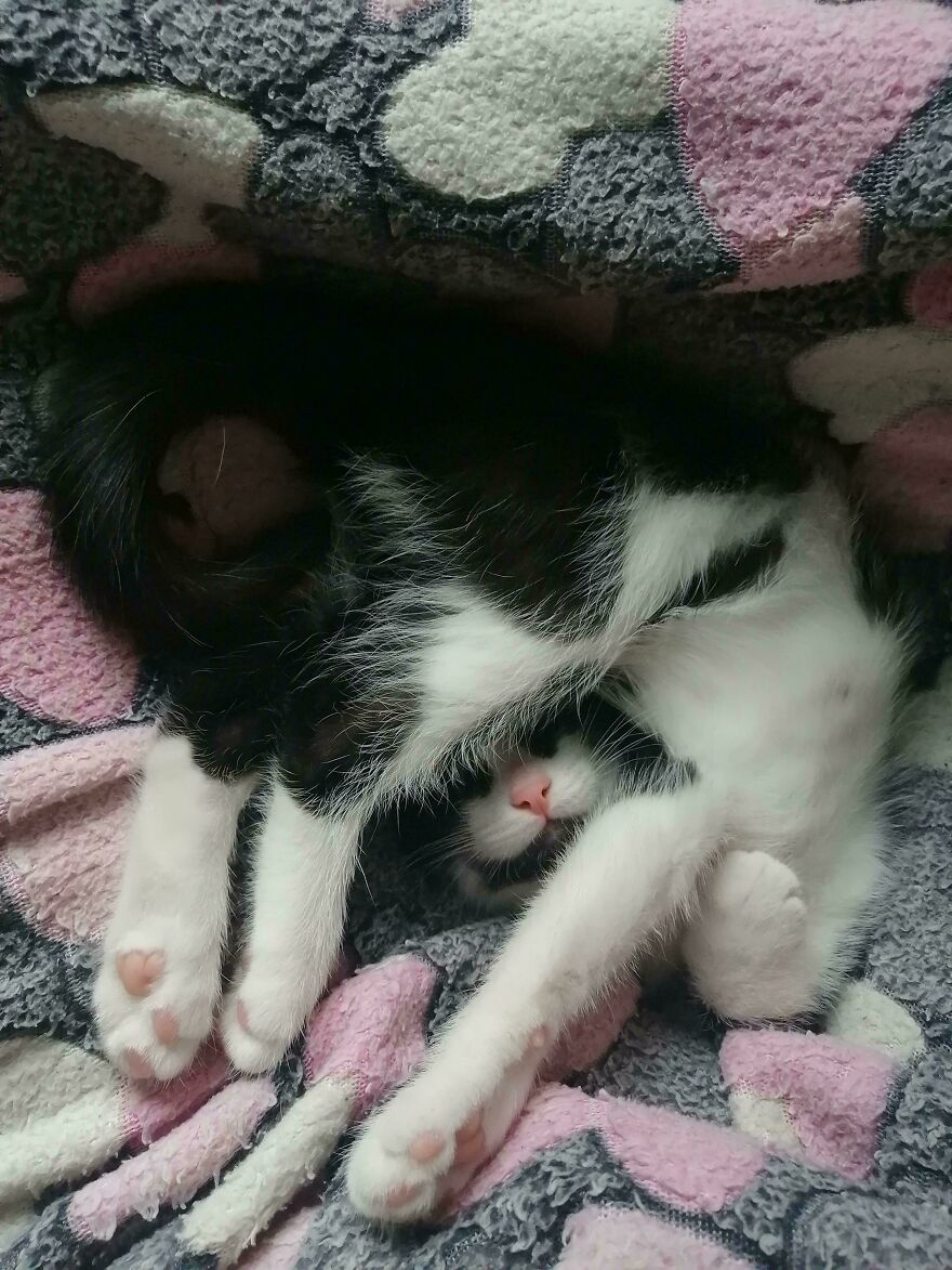 A cute pet kitten sleeping under a blanket, with its face peeking out, looking like it was assembled wrong.