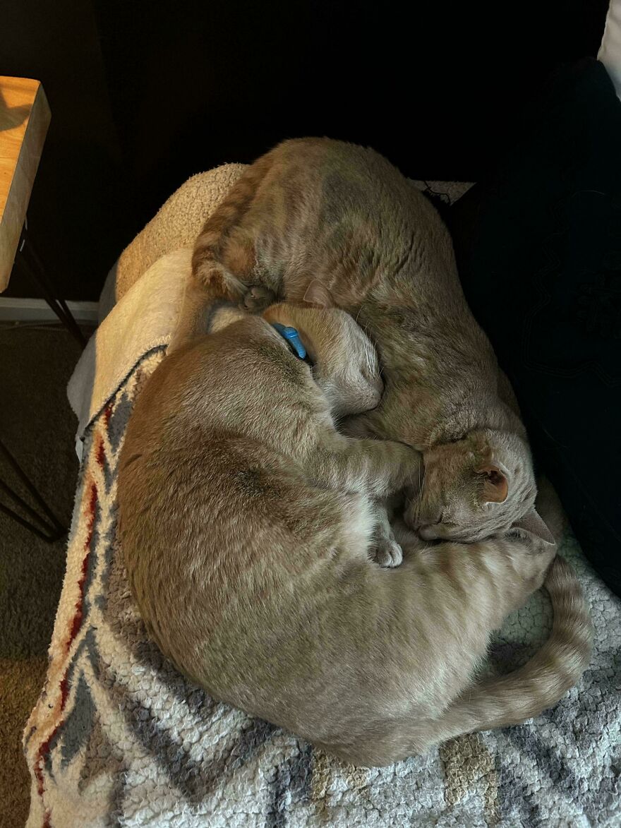 Two derpy pet cats curled up together on a blanket, looking like they were assembled wrong.