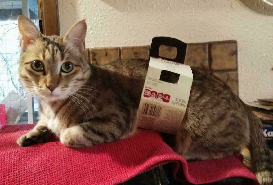 A cute and derpy pet cat with a box around its midsection, looking like it was assembled wrong.