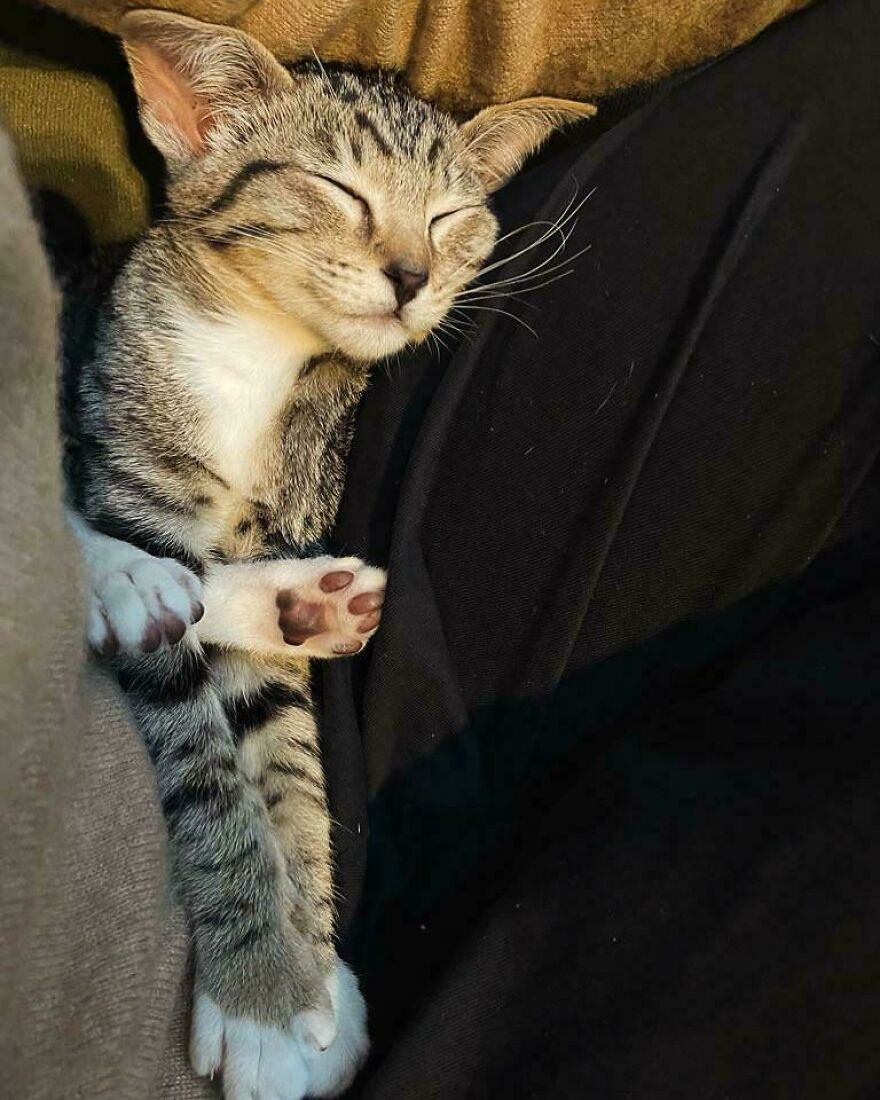 A cute pet kitten sleeping peacefully, looking like it was assembled wrong.