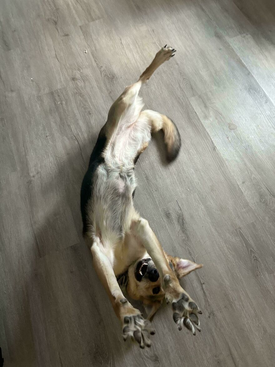 A derpy pet dog laying upside down on a wooden floor, looking like it was assembled wrong.