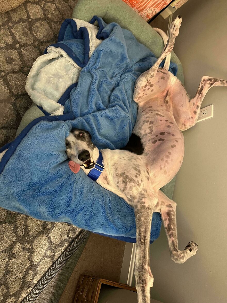 A cute, derpy pet dog lying on its back on a blue blanket, looking like it was assembled wrong.