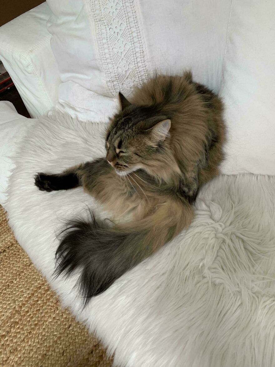 A fluffy, cute, derpy pet cat curled up on a white faux fur rug, looking like it was assembled wrong.