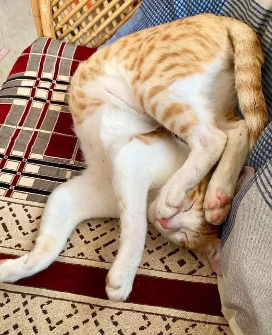 A cute, derpy pet cat sleeping in an awkward, seemingly assembled wrong, position on a patterned blanket.