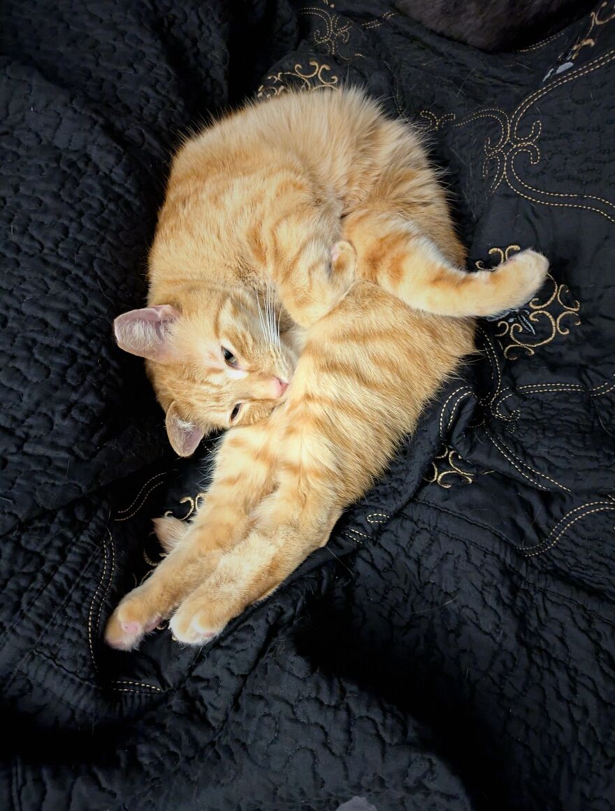 A cute, derpy pet orange cat curled up on a black quilted blanket, looking at its back paw.