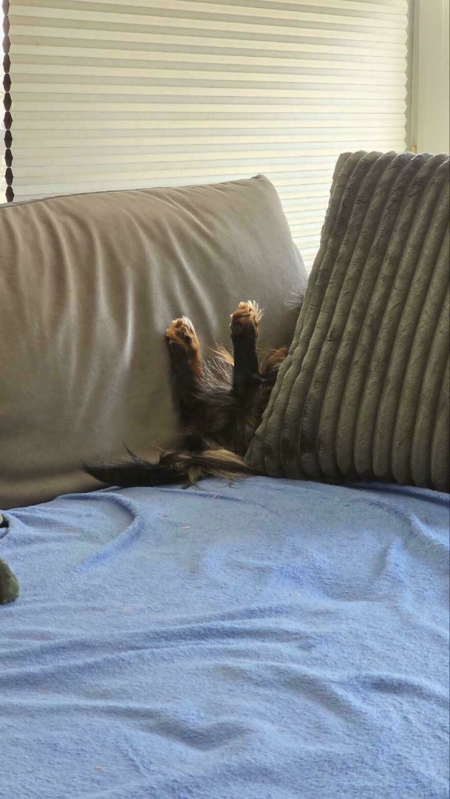Only the cute, derpy pet paws of a hidden dog stick up between two couch cushions, facing away from the camera.