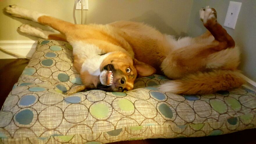 A derpy pet dog lies on its back on a patterned dog bed, looking playfully goofy with its mouth open.