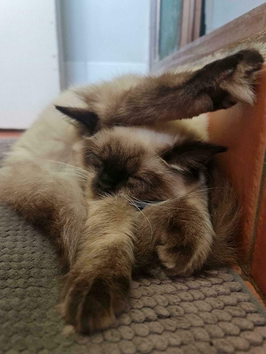 A cute derpy pet, a light brown cat, sleeping with paws covering its face looking like it was assembled wrong.