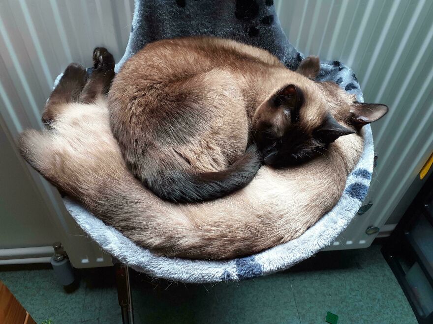 A cute derpy pet, a Siamese cat, curled up in a grey pet hammock looking like it was assembled wrong.