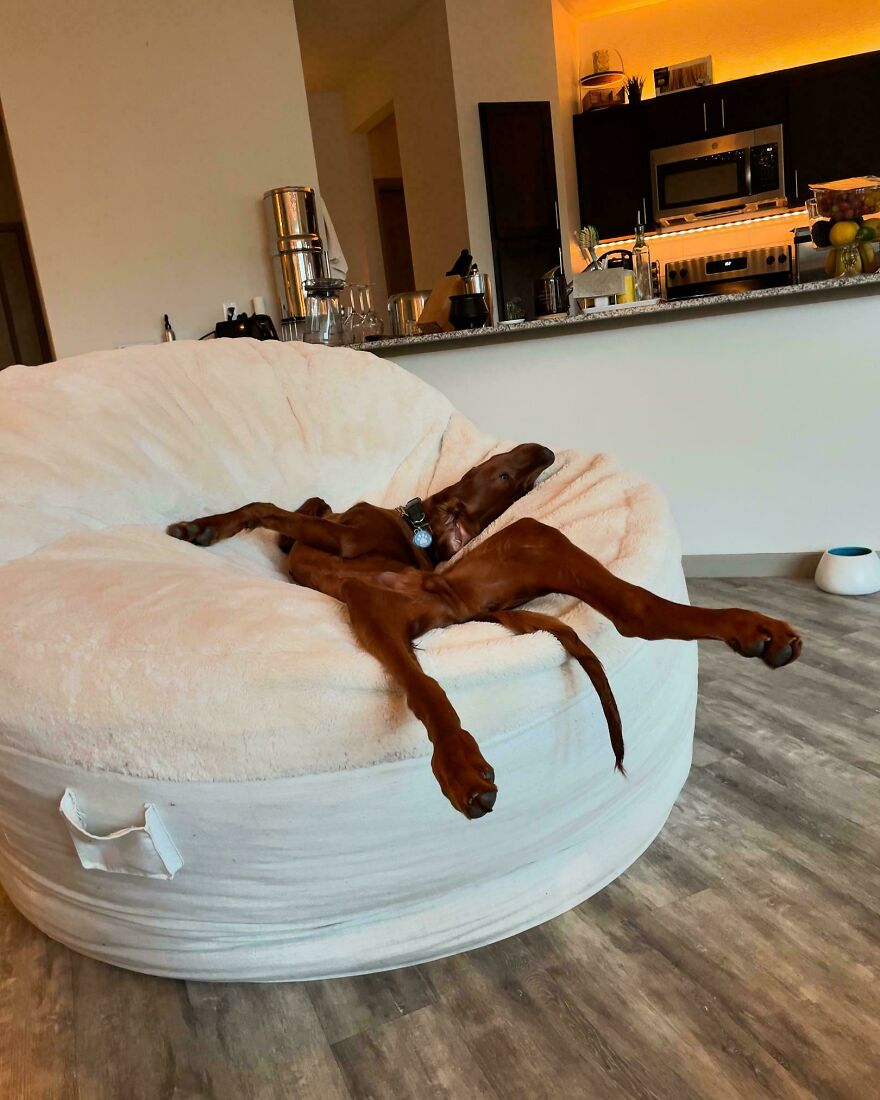 A cute brown dog sprawled out on a large beanbag chair, looking derpy and like it was assembled wrong.