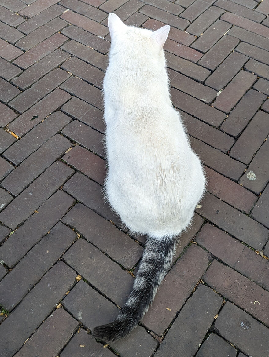 A cute white cat with a striped tail sitting on brick pavement, looking derpy, like it was assembled wrong.