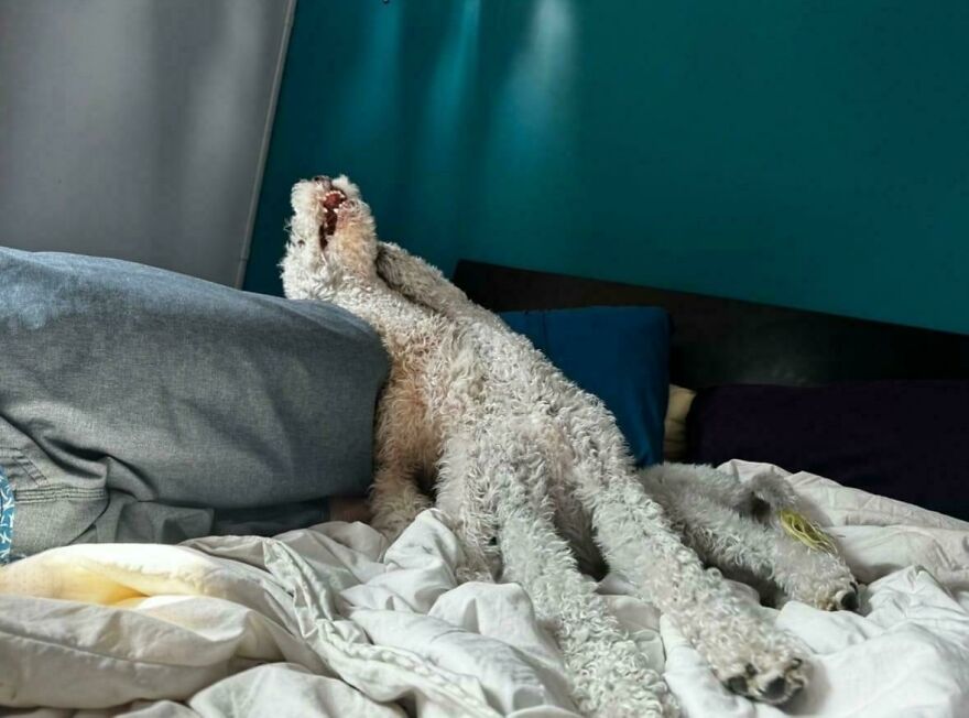 A cute white curly-haired dog stretching oddly on a bed, looking derpy and like it was assembled wrong.