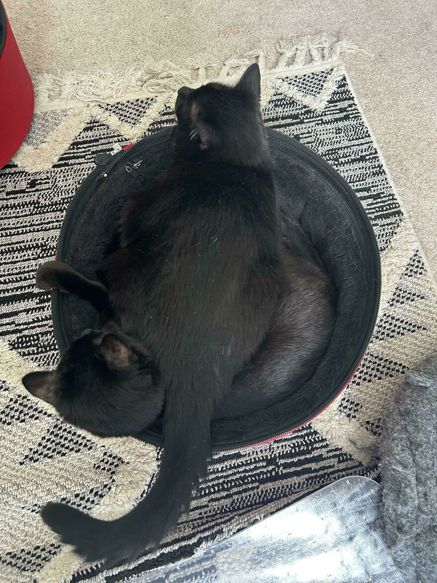Two cute black cats snuggled together in a small pet bed, looking derpy, like they were assembled wrong.
