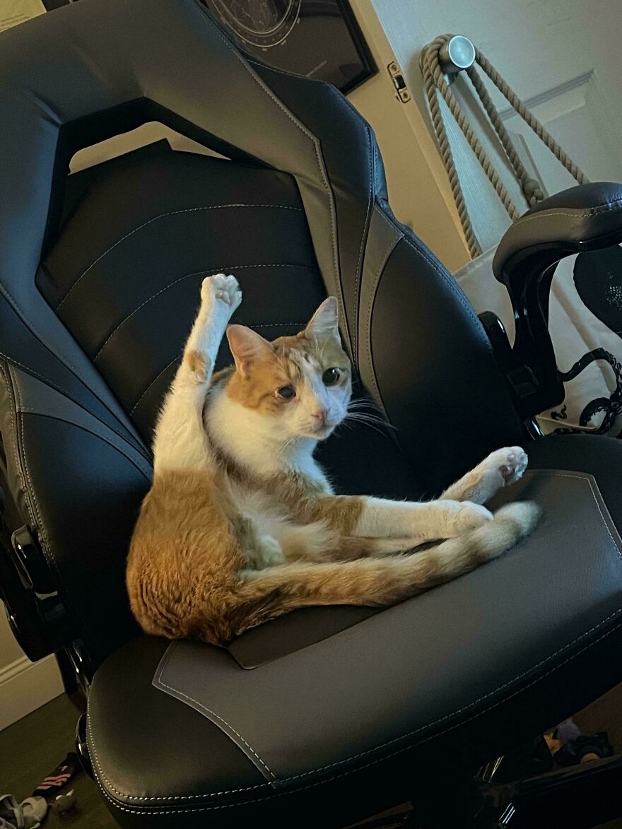 A cute orange and white cat sitting awkwardly in a gaming chair, looking derpy, like it was assembled wrong.
