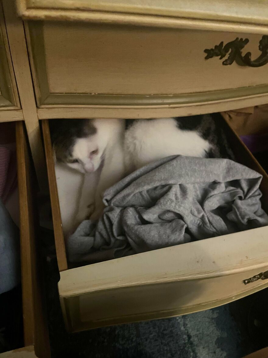 A cute, derpy pet cat hiding among clothes in a dresser drawer, looking like it was assembled wrong.