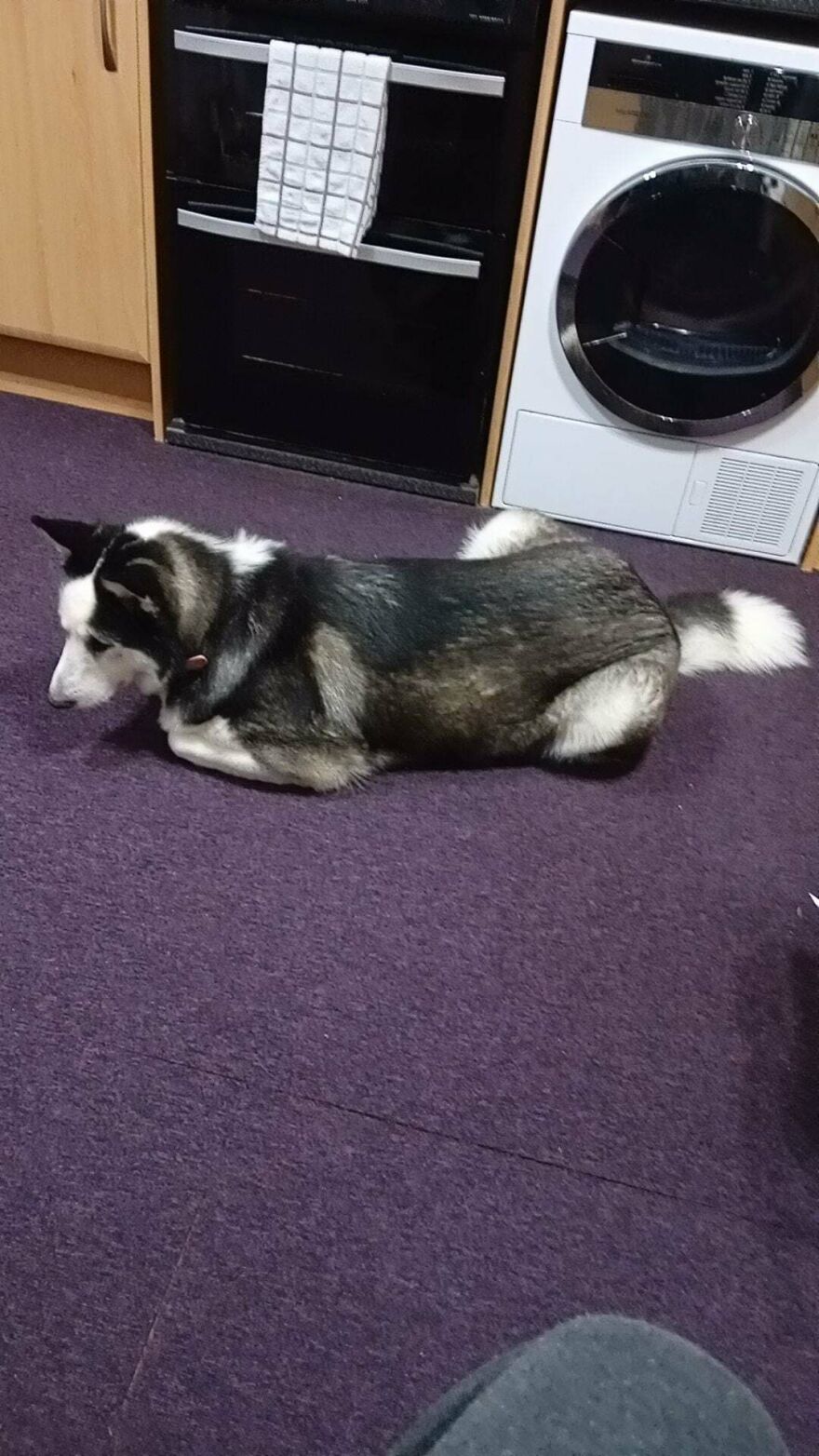 A black and white dog lying on a purple carpet, appearing to be a derpy pet assembled wrong.