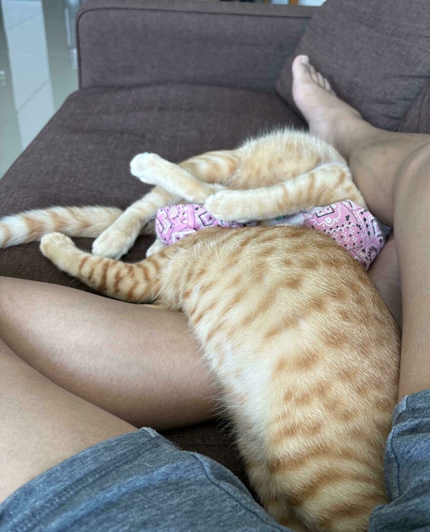 An orange tabby cat lying across a person's lap, looking like a cute and derpy pet assembled wrong.