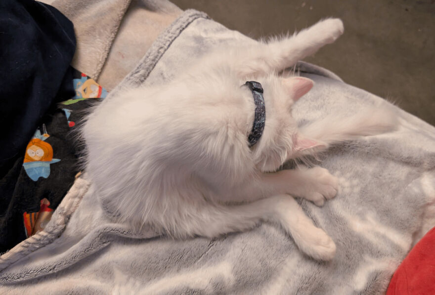 A long-haired white cat with a collar awkwardly grooming itself, a cute and derpy pet assembled wrong.