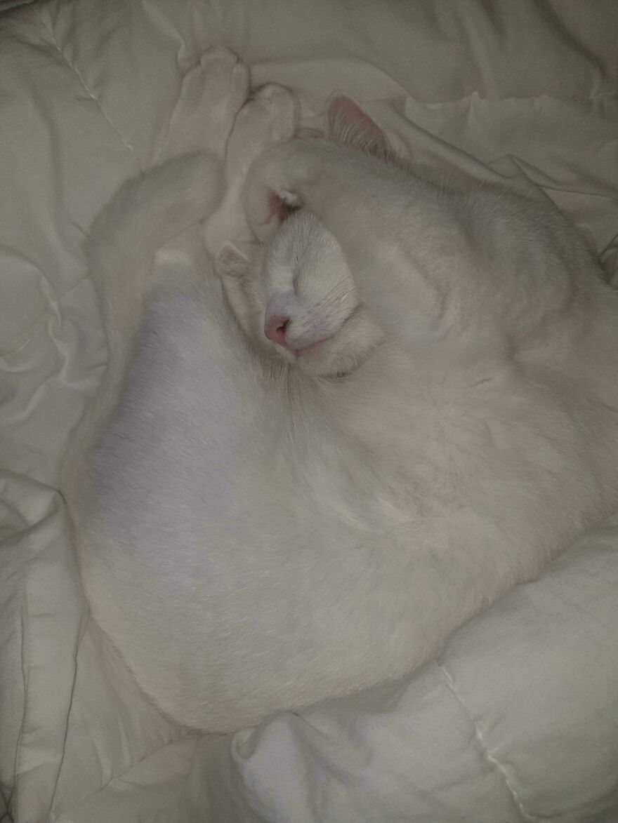 A white cat curled up tightly on a bed, resembling a derpy pet that was assembled wrong.