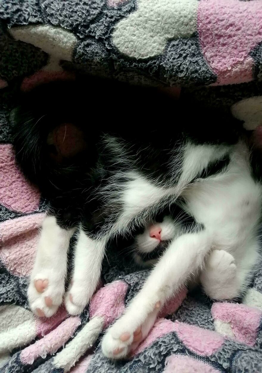 A black and white cat, tangled on a blanket, looking like it was assembled wrong, a cute and derpy pet.