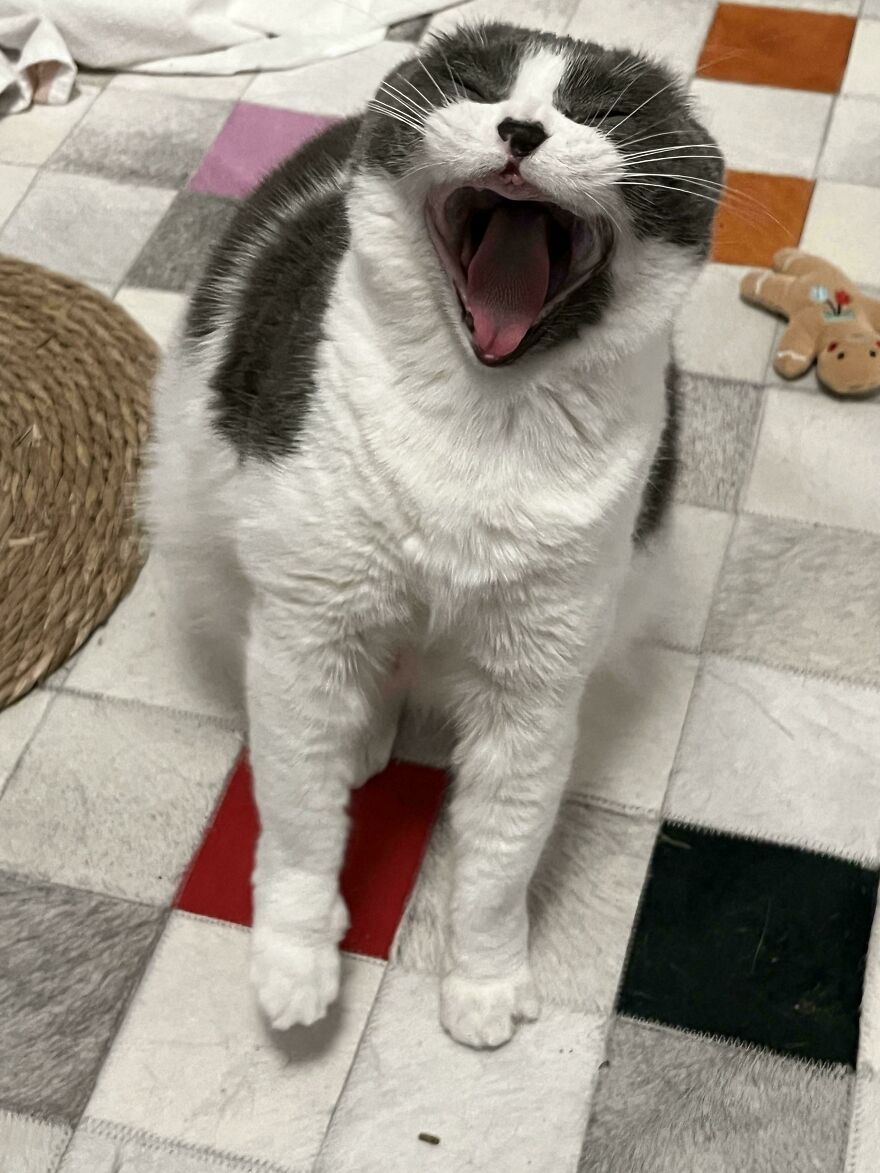 A cute derpy pet, a grey and white cat, yawning widely with its mouth open looking like it was assembled wrong.
