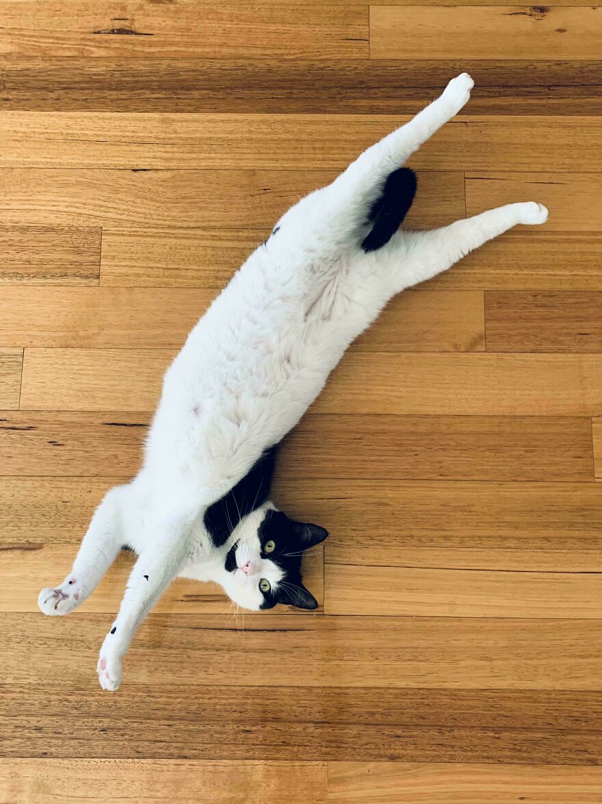 A cute derpy pet, a black and white cat, stretching on a wooden floor looking like it was assembled wrong.