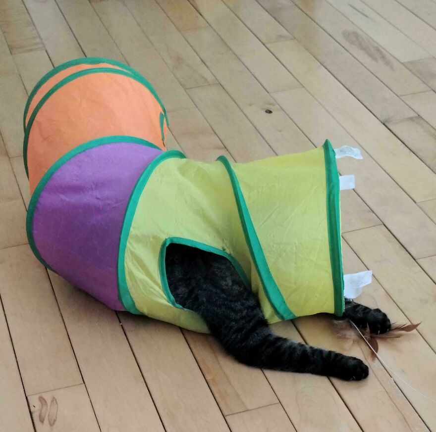 A cute derpy pet, a striped cat, playing in a colorful tunnel with its tail out looking like it was assembled wrong.