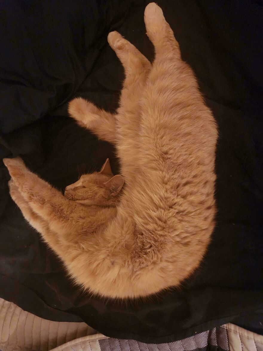An orange pet cat looking cute and derpy, stretched out on a black blanket with its limbs in odd positions, like it was assembled wrong.
