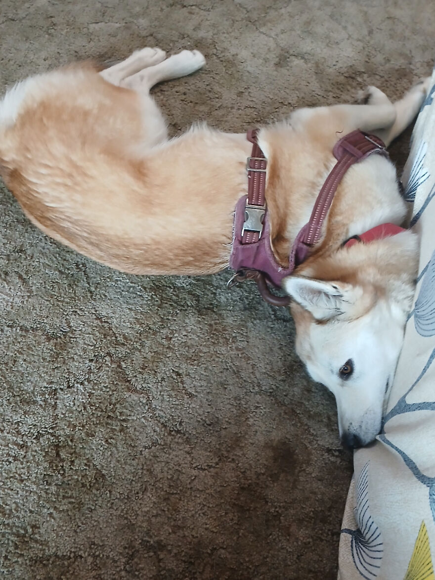 A cute derpy pet dog with a harness, lying on a shaggy carpet, head resting on a patterned pillow, looking assembled wrong.