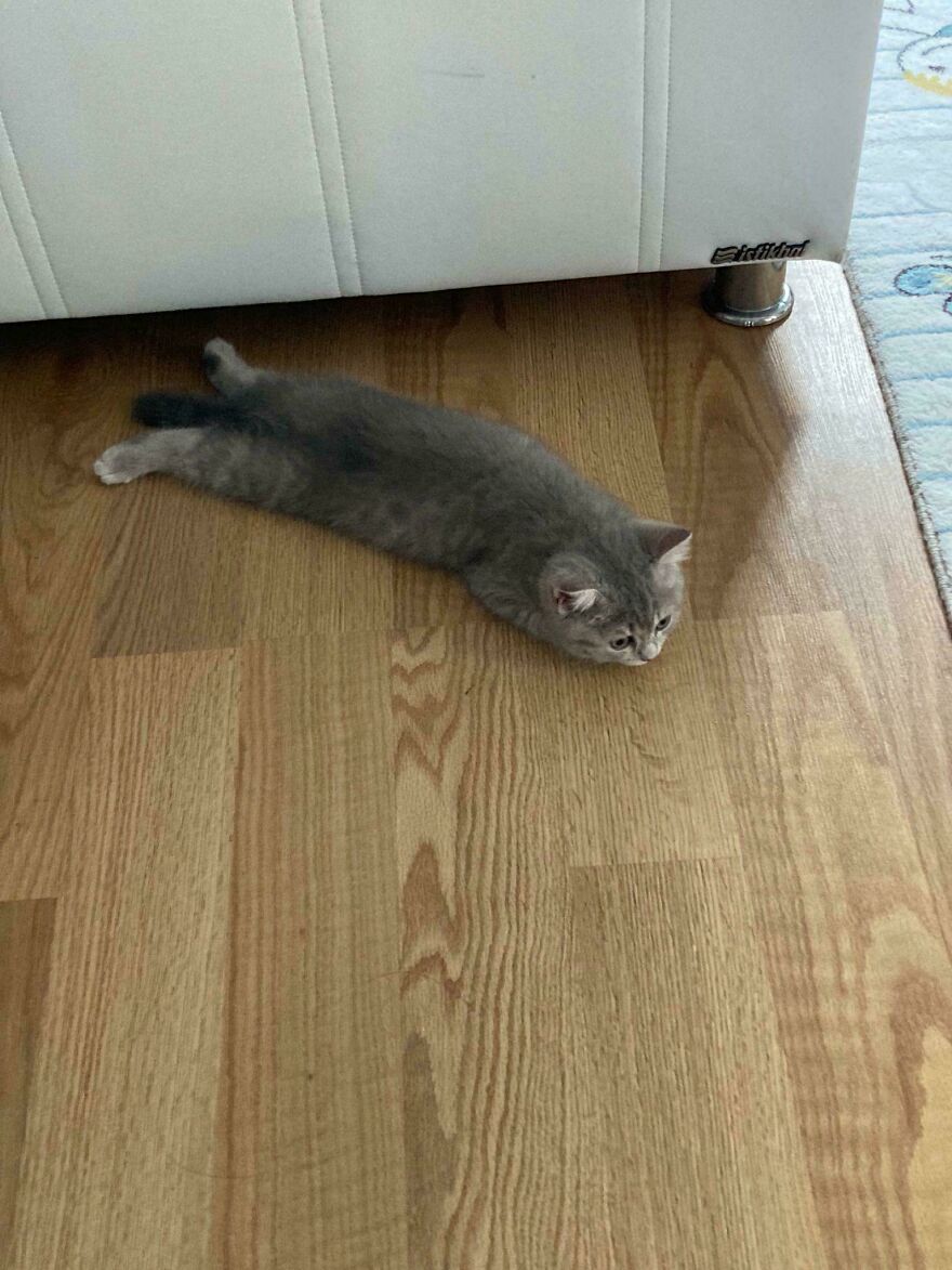 A cute gray pet cat looking derpy while lying flat on a wooden floor, appearing as if assembled wrong.