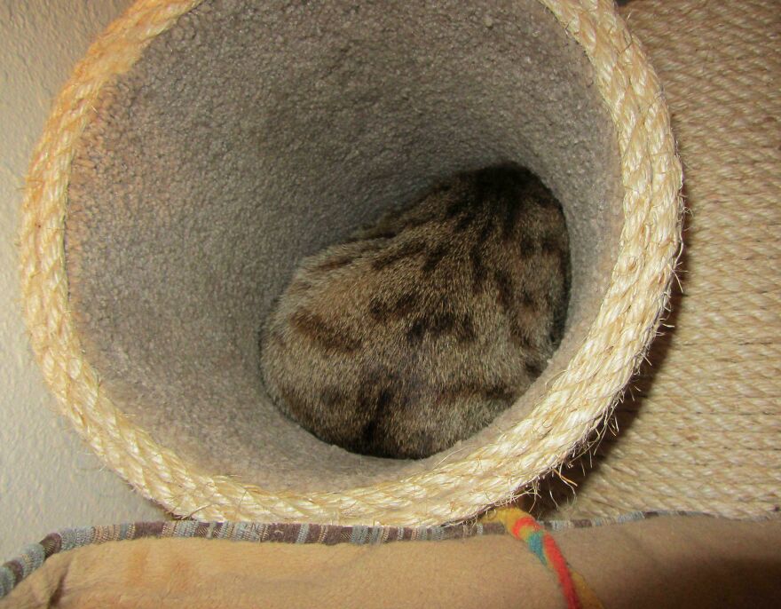 A cute, derpy pet cat is curled up inside a scratching post tunnel, looking like it was assembled wrong.