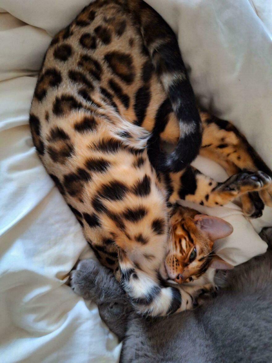A cute, derpy leopard-print cat is curled up on a white blanket, appearing to be assembled wrong.
