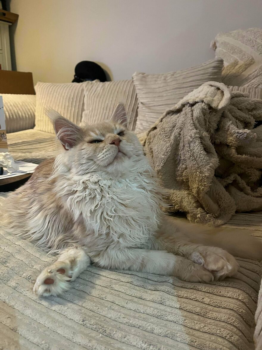 A fluffy, cute, and derpy pet cat lies on a bed, looking like it was assembled wrong with a comical expression.