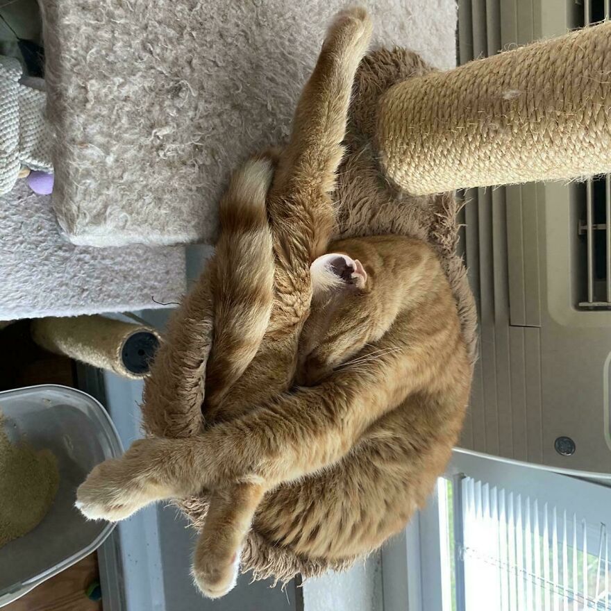 An orange derpy cat is contorted in a strange position on a scratching post, showing its cute pet flexibility.