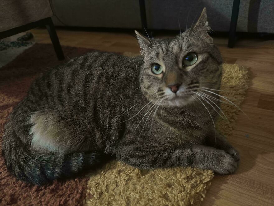 A cute tabby cat with green eyes looks derpy, lying on a colorful rug. This pet looks like it was assembled wrong.