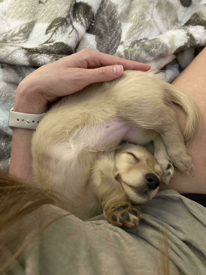 Mi cachorro de perro salchicha de 9 semanas no vino con instrucciones.
