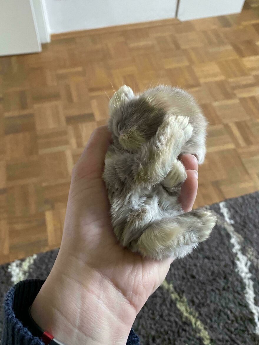 A tiny, cute, and derpy pet rabbit curled up in a person's hand.