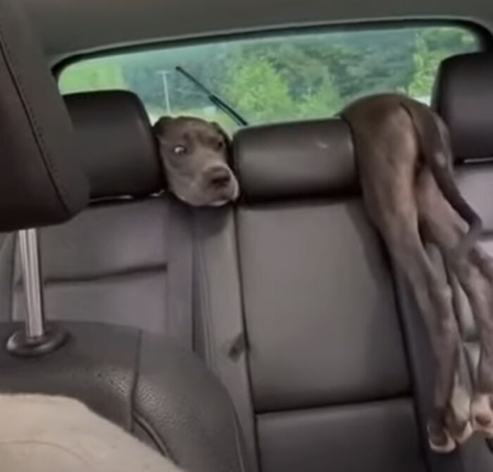 Solo hay un perro en el coche