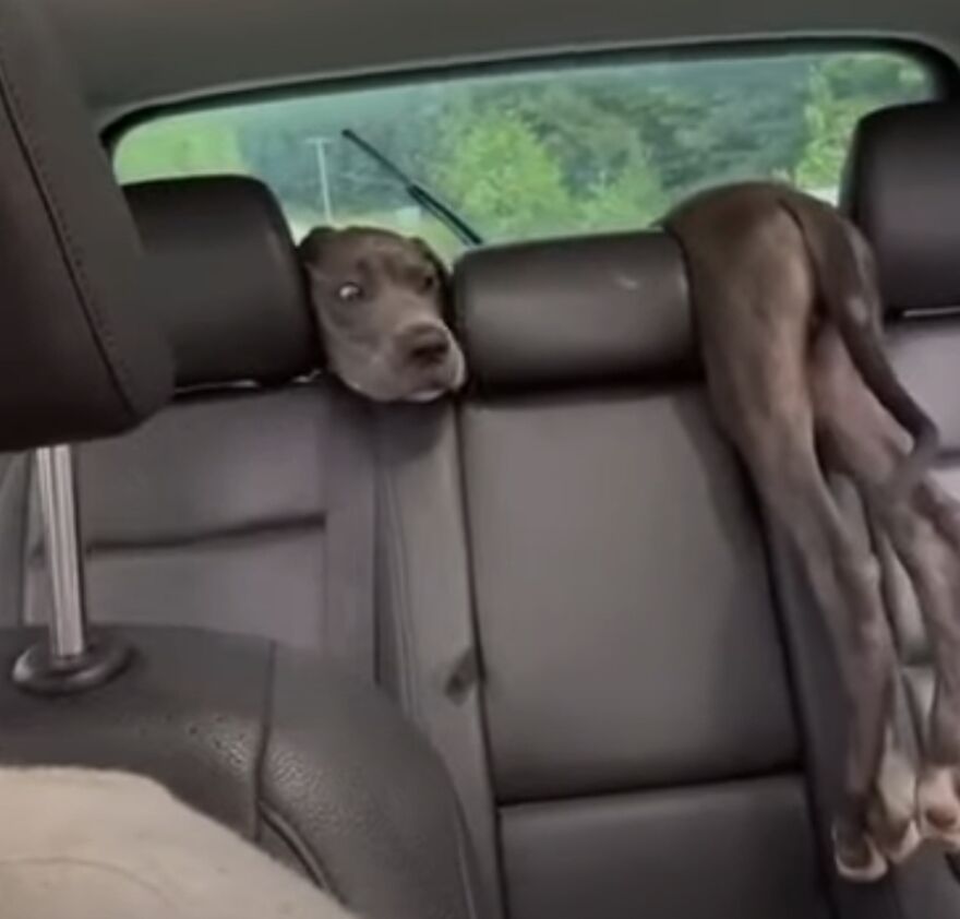 A cute, derpy dog draped over car seats, with its head oddly positioned, seemingly assembled wrong.