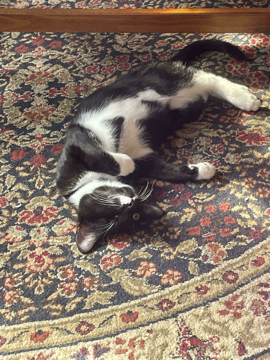 A cute, derpy black and white cat lying upside down on a patterned rug, looking playfully assembled wrong.