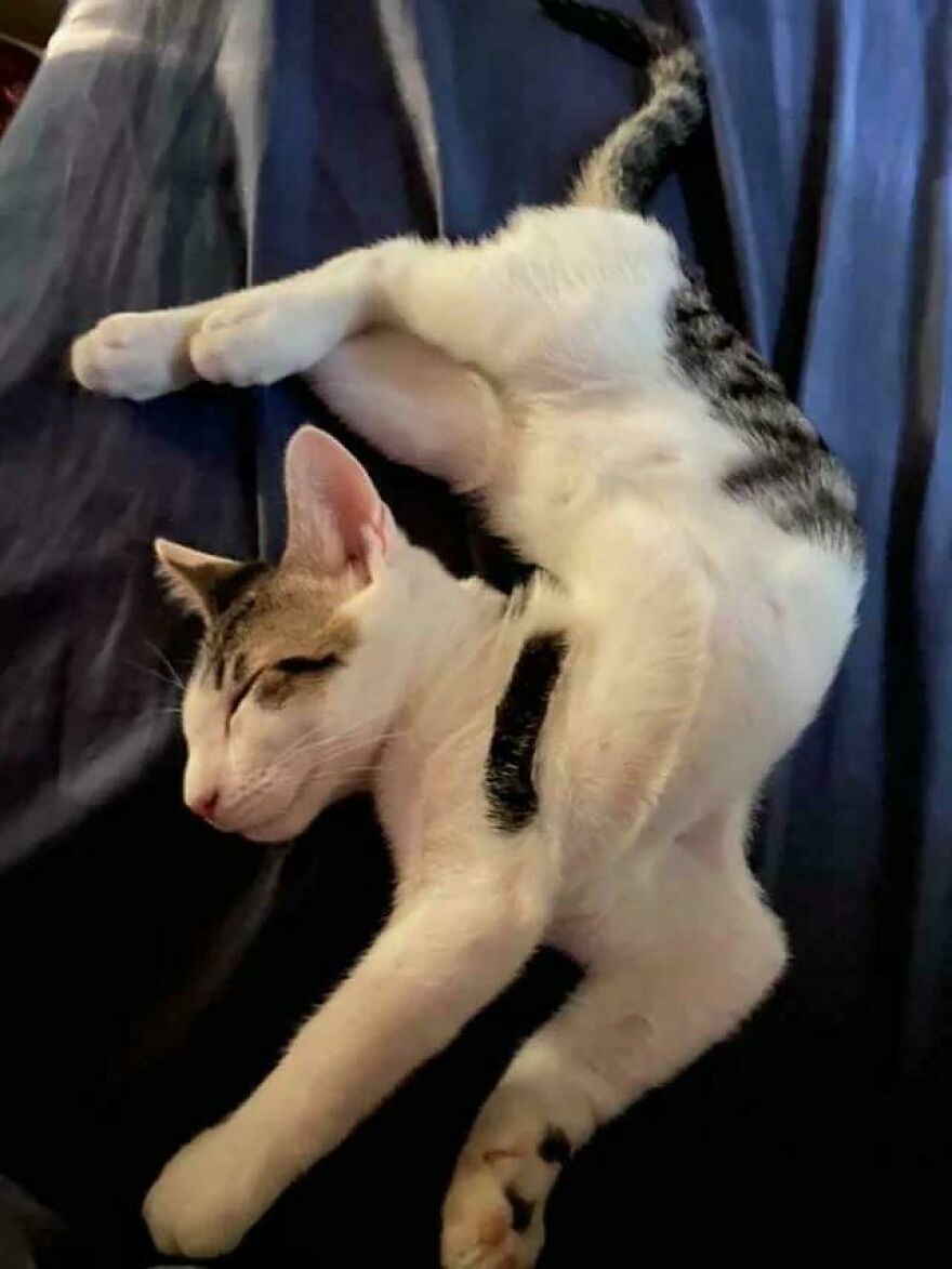 A cute, derpy cat stretching in an unusual, contorted way on a blue blanket, appearing assembled wrong.