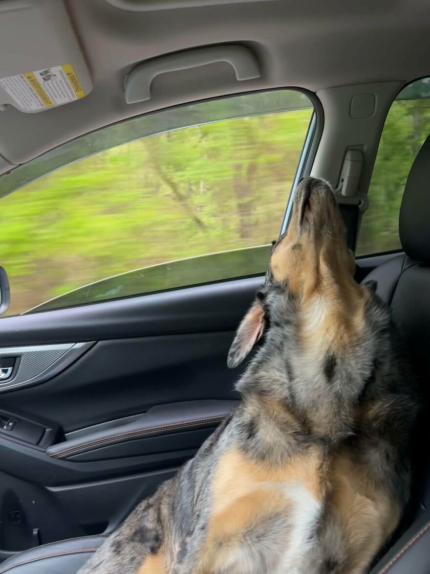 A cute, derpy dog in a car, head tilted back, looking out the window as if assembled wrong.