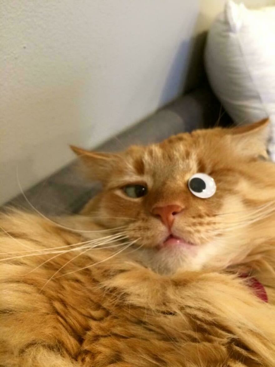 A cute, derpy orange cat with a googly eye sticker over one eye, looking like it was assembled wrong.