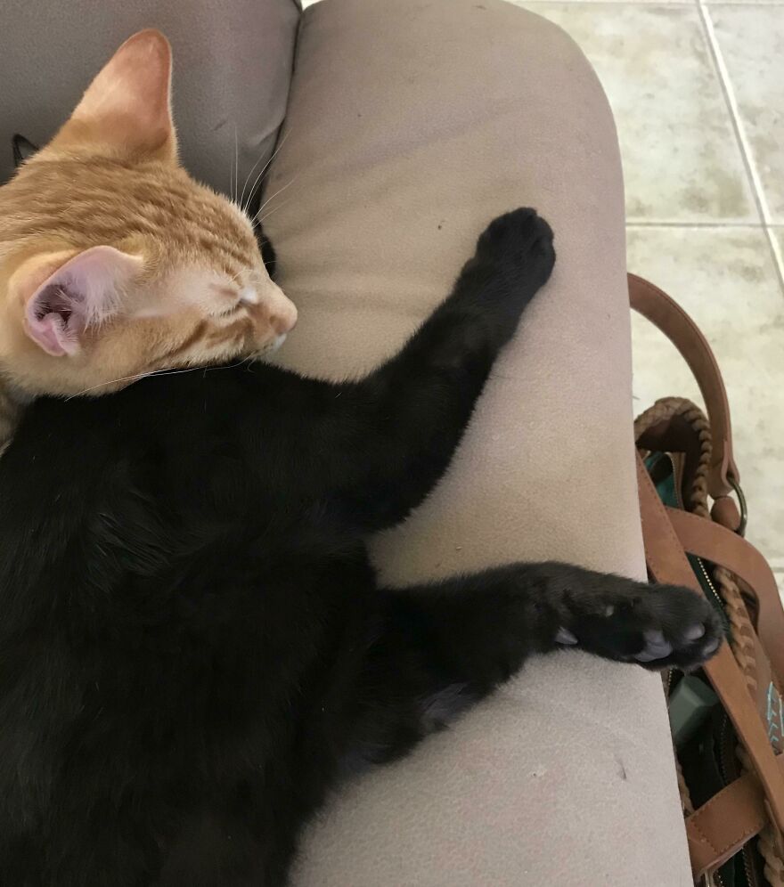 Two cute, derpy pet cats, one orange and one black, snuggled together on a couch, looking like they were assembled wrong.