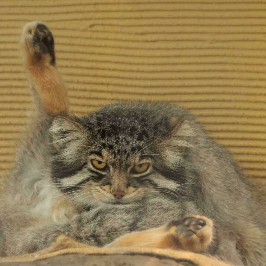 A fluffy, cute, and derpy pet cat striking an unusual pose, raising a paw, appearing like it was assembled wrong.