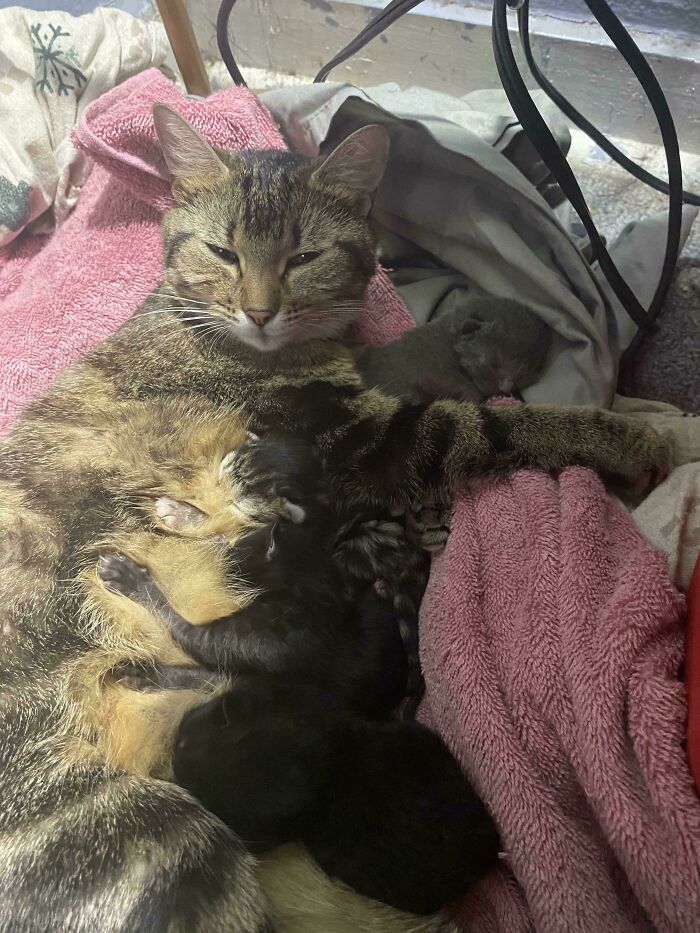 La unidad venía con 4 miniaturas