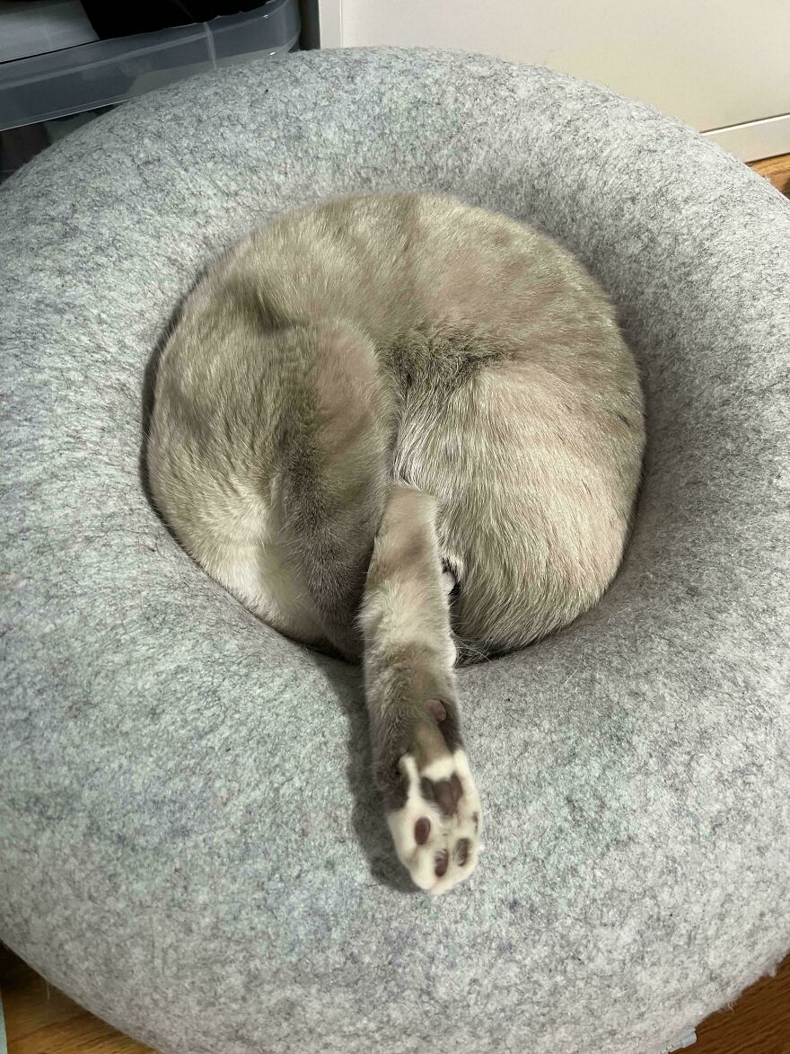A fluffy grey cat curled in a bed, only its paw visible, a cute and derpy pet.