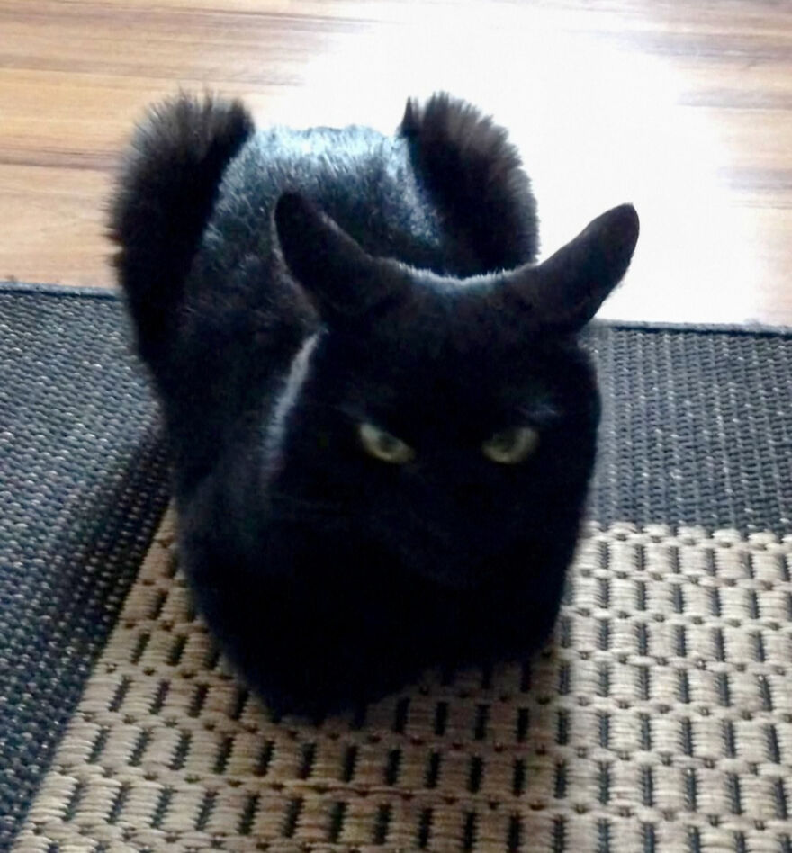 A black cat with its ears angled like horns, a cute and derpy pet.