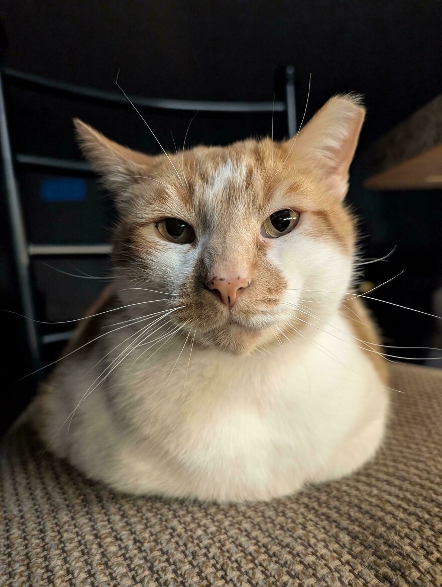 A cute, derpy pet cat, orange and white, sitting like a loaf on a chair, looking at the camera.