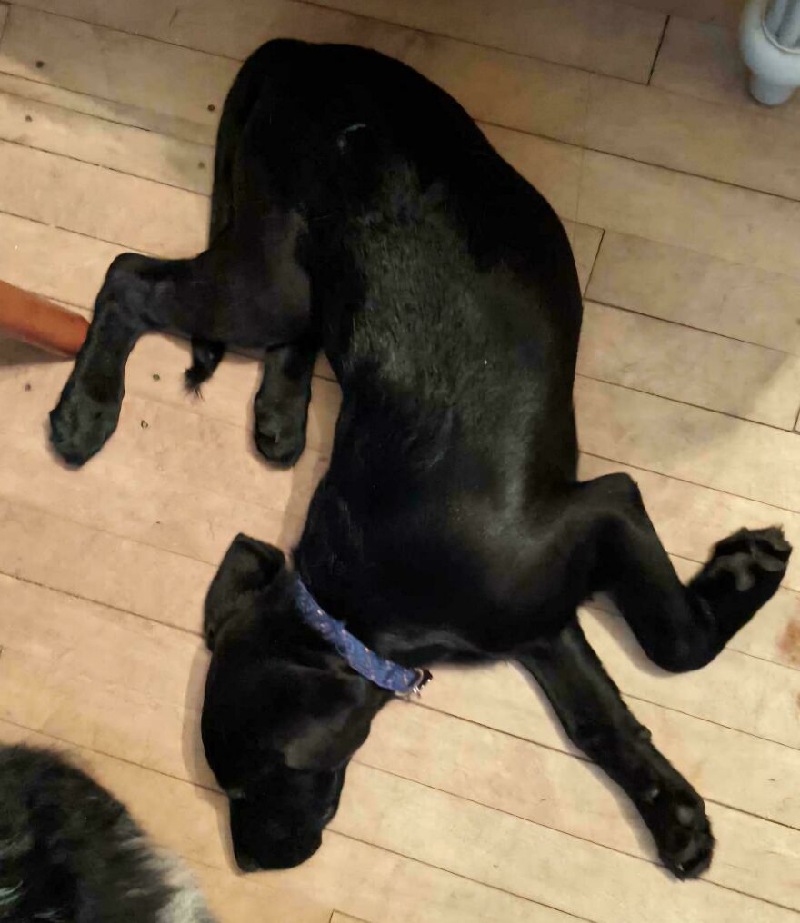 A black, cute, and derpy pet dog lying on a wooden floor in an awkward position.